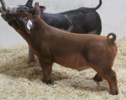 Sire: Kingslayer<br>
Sire of Dam: Unchained 51-6<br>
Weight: 42
