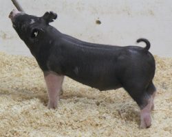 Sire: Throwing Stones<br>
Sire of Dam: Family Jewels 33-5<br>
Weight: 45<br>
<a href="https://www.youtube.com/watch?v=LcgpiBPhFZ0" target="_blank" rel="noopener
