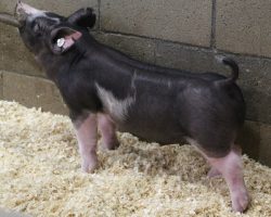 Sire: Throwing Stones<br>
Sire of Dam: Family Jewels 33-5<br>
Weight: 46<br>
<a href="https://www.youtube.com/watch?v=z-NY1As3HFs" target="_blank" rel="noopener