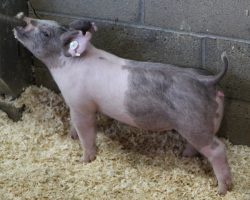 Sire: Outta Line<br>
Sire of Dam: Visionary 254-2<br>
Weight: 39<br>
<a href="https://www.youtube.com/watch?v=b6b0P43sI0Y" target="_blank" rel="noopener