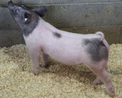Sire: Outbreak<br>
Sire of Dam: Hangover 162-6<br>
Weight: 47<br>
<a href="https://www.youtube.com/watch?v=uv1oSiebsso" target="_blank" rel="noopener