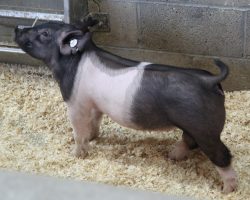 Sire: Outbreak<br>
Sire of Dam: Hangover 162-6<br>
Weight: 41<br>
<a href="https://www.youtube.com/watch?v=nfwAaxon2jA" target="_blank" rel="noopener