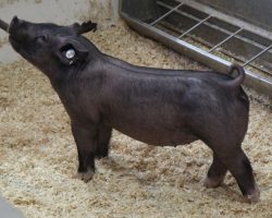 Sire: Outbreak<br>
Sire of Dam: Teen Spirit 103-4<br>
Weight: 49<br>
<a href="https://www.youtube.com/watch?v=Q2EGOD7qqWA" target="_blank" rel="noopener