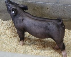 Sire: Outbreak<br>
Sire of Dam: Teen Spirit 103-4<br>
Weight: 47