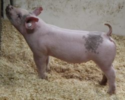 Sire: BR 64-1<br>
Sire of Dam: In Control 29-11<br>
Weight: 45<br>
<a href="https://www.youtube.com/watch?v=iOpEmziHQrE" target="_blank" rel="noopener