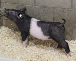 Sire: End Game<br>
Sire of Dam: Short Bus 20-4<br>
Weight: 29<br>
<a href="https://www.youtube.com/watch?v=gZoexMpWB94" target="_blank" rel="noopener