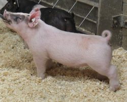Sire: End Game<br>
Sire of Dam: Short Bus 20-4<br>
Weight: 29<br>
<a href="https://www.youtube.com/watch?v=kAE4oe57fhk" target="_blank" rel="noopener