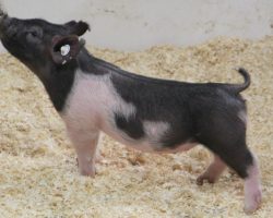 Sire: Shine On<br>
Sire of Dam: Foresight 115-12<br>
Weight: 26<br>
<a href="https://www.youtube.com/watch?v=TSJUL92wbxA" target="_blank" rel="noopener