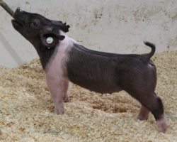 Sire: Dirty Jack<br>
Sire of Dam: Breaking Rules 64-7<br>
Weight: 31<br>
<a href="https://www.youtube.com/watch?v=URWI_GzHhXI" target="_blank" rel="noopener