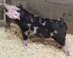Sire: Sure Thing<br>
Sire of Dam: Wedding Night 2-3<br>
Weight: 36<br>
<a href="https://www.youtube.com/watch?v=R78IUZLDIKo" target="_blank" rel="noopener