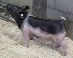 Sire: Outta Line<br>
Sire of Dam: Visionary 254-2<br>
Weight: 54<br>
<a href="https://www.youtube.com/watch?v=jw99Mpcvs8U" target="_blank" rel="noopener