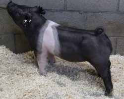 Sire: Outta Line<br>
Sire of Dam: Visionary 254-2<br>
Weight: 54