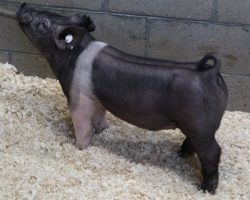 Sire: Outta Line<br>
Sire of Dam: Visionary 254-2<br>
Weight: 56<br>
<a href="https://www.youtube.com/watch?v=zCd34-cGpJU" target="_blank" rel="noopener