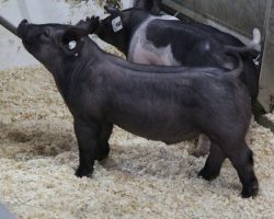 Sire: Outbreak<br>
Sire of Dam: Teen Spirit 103-4<br>
Weight: 53<br>
<a href="https://www.youtube.com/watch?v=hFBHVUfgRk0" target="_blank" rel="noopener