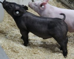 Sire: Outbreak<br>
Sire of Dam: Teen Spirit 103-4<br>
Weight: 48