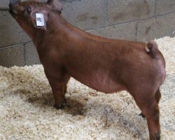 Sire: Kingslayer<br>
Sire of Dam: Unchained 51-8<br>
Weight: 56<br>
<a href="https://www.youtube.com/watch?v=5Mg5q9LsB7M" target="_blank" rel="noopener