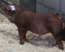 Sire: Kingslayer<br>
Sire of Dam: Unchained 51-8<br>
Weight: 59<br>
<a href="https://www.youtube.com/watch?v=InREcXYwRJs" target="_blank" rel="noopener