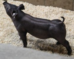 Sire: Brother Love<br>
Sire of Dam: Dirty Deal 130-12<br>
Weight: 39<br>
<a href="https://www.youtube.com/watch?v=q339YLcqI8o" target="_blank" rel="noopener