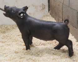 Sire: Brother Love<br>
Sire of Dam: Dirty Deal 130-12<br>
Weight: 42<br>
<a href="https://www.youtube.com/watch?v=pvrl3lFaqEY" target="_blank" rel="noopener