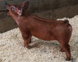 Sire: Kingslayer<br>
Sire of Dam: Unchained 51-6<br>
Weight: 42<br>
<a href="https://www.youtube.com/watch?v=j_cByoTyLBM" target="_blank" rel="noopener