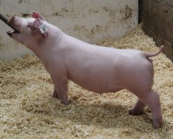 Sire: Boomawang<br>
Sire of Dam: Custom Made 4-8<br>
Weight: 45<br>
<a href="https://www.youtube.com/watch?v=OfpJE6A8xKY" target="_blank" rel="noopener