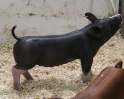 Sire: Throwing Stones<br>
Sire of Dam: Family Jewels 33-5<br>
Weight: 49<br>
<a href="https://www.youtube.com/watch?v=HpeY4eCOj2o" target="_blank" rel="noopener
