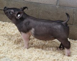 Sire: Outta Line<br>
Sire of Dam: Shine On 143-7<br>
Weight: 43
