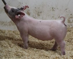 Sire: Outta Line<br>
Sire of Dam: Sunshine & Whiskey 104-1<br>
Weight: 48<br>
<a href="https://www.youtube.com/watch?v=PxQg4T-8LxM" target="_blank" rel="noopener