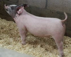 Sire: Outta Line<br>
Sire of Dam: Sunshine & Whiskey 104-1<br>
Weight: 52<br>
<a href="https://www.youtube.com/watch?v=UVSrgSbpvgM" target="_blank" rel="noopener