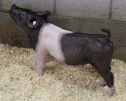 Sire: Outbreak<br>
Sire of Dam: Teen Spirit 120-7<br>
Weight: 45<br>
<a href="https://www.youtube.com/watch?v=7IoxktgoA3U" target="_blank" rel="noopener