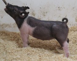 Sire: Outbreak<br>
Sire of Dam: Teen Spirit 120-7<br>
Weight: 53<br>
<a href="https://www.youtube.com/watch?v=QseF7HsWw4o" target="_blank" rel="noopener