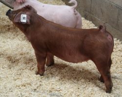 Sire: Kingslayer<br>
Sire of Dam: Unchained 51-8<br>
Weight: 57<br>
<a href="https://www.youtube.com/watch?v=nWIQ3qRq_UA" target="_blank" rel="noopener
