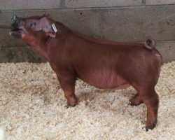 Sire: Kingslayer<br>
Sire of Dam: Unchained 51-8<br>
Weight: 45<br>
<a href="https://www.youtube.com/watch?v=RrakhXQQNoI" target="_blank" rel="noopener