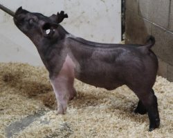 Sire: Objection<br>
Sire of Dam: Wedding Night 87-2<br>
Weight: 73<br>
<a href="https://www.youtube.com/watch?v=KsdB0McwYU0" target="_blank" rel="noopener
