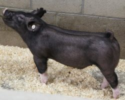 Sire: Objection<br>
Sire of Dam: Wedding Night 87-2<br>
Weight: 72<br>
<a href="https://www.youtube.com/watch?v=qIvKObJDMPI" target="_blank" rel="noopener