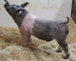 Sire: May We All<br>
Sire of Dam: Wedding Night 45-2<br>
Weight: 78<br>
<a href="https://www.youtube.com/watch?v=YI28AsoG5tY" target="_blank" rel="noopener