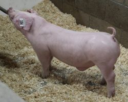 Sire: Change of Pace<br>
Sire of Dam: Mayhem 92-2<br>
Weight: 61<br>
<a href="https://www.youtube.com/watch?v=ggnkv7XVaA0" target="_blank" rel="noopener