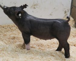 Sire: Outta Line<br>
Sire of Dam: Good Time 29-5<br>
Weight: 49<br>
<a href="https://www.youtube.com/watch?v=XC4DjJdOEu0" target="_blank" rel="noopener