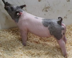 Sire: Outta Line<br>
Sire of Dam: Good Time 29-5<br>
Weight: 45<br>
<a href="https://www.youtube.com/watch?v=9h9biPI5k5I" target="_blank" rel="noopener