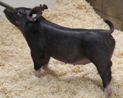 Sire: Junior<br>
Sire of Dam: Lockjaw 197-7<br>
Weight: 38<br>
<a href="https://www.youtube.com/watch?v=swAwikJ9KCw" target="_blank" rel="noopener