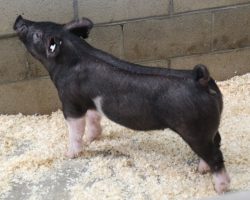 Sire: Junior<br>
Sire of Dam: Lockjaw 197-7<br>
Weight: 84<br>
<a href="https://www.youtube.com/watch?v=m_4UCRmdSNU" target="_blank" rel="noopener