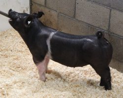 Sire: Junior<br>
Sire of Dam: Lockjaw 197-12<br>
Weight: 73<br>
<a href="https://www.youtube.com/watch?v=2M1x0jhX_MU" target="_blank" rel="noopener