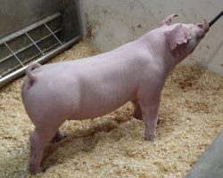 Sire: Change of Pace<br>
Sire of Dam: Mayhem 92-2<br>
Weight: 111<br>
<a href="https://www.youtube.com/watch?v=MTz2gClXEY4" target="_blank" rel="noopener