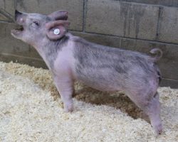 Sire: May We All<br>
Sire of Dam: Up Down 124-6<br>
Weight: 47<br>
<a href="https://www.youtube.com/watch?v=6pbvyDo1Cqw" target="_blank" rel="noopener