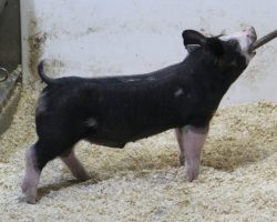 Sire: Monster<br>
Sire of Dam: Family Jewels 12-7<br>
Weight: 53<br>
<a href="https://www.youtube.com/watch?v=01ZJC83cAOI" target="_blank" rel="noopener