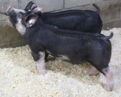 Sire: Monster<br>
Sire of Dam: Family Jewels 12-7<br>
Weight: 54<br>
<a href="https://www.youtube.com/watch?v=ZIgx8WXVFtk" target="_blank" rel="noopener