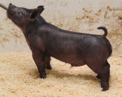 Sire: End Game<br>
Sire of Dam: Wedding Night 112-9<br>
DOB: 2/12/21