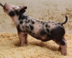 Sire: End Game<br>
Sire of Dam: Wedding Night 112-9<br>
DOB: 2/12/21