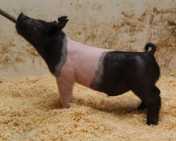 Sire: End Game<br>
Sire of Dam: Wedding Night 112-9<br>
DOB: 2/12/21