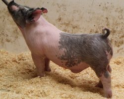 Sire: Outta Line <br>
Sire of Dam: Shine On 143-5<br>
DOB: 2/16/21